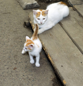 红头发的无家可归的猫与一只小猫, 在街上美丽的猫的主题