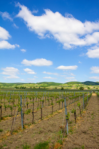 北布尔根兰州自行车方式湖 Neusiedl 在 Donnerskichen 附近的葡萄园