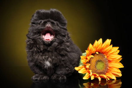 哈巴狗小狗坐在一个深黄色背景上的向日葵旁边打呵欠。动物主题