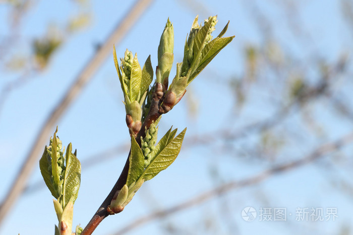 植物、园艺类专业的学生和从业者如何鉴别树木