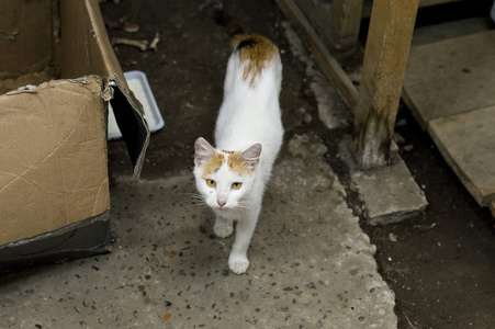 美丽的姜流浪街头猫, 在街上一只美丽的猫的主题