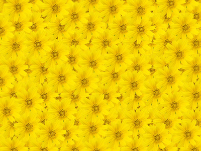 漂亮的黄色花背景