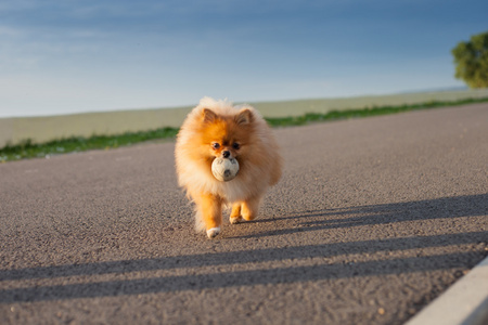 博美犬玩球的道路上