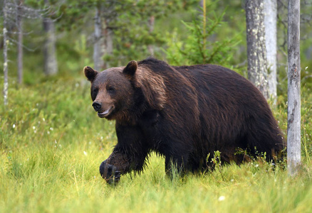 野生棕熊在自然栖息地