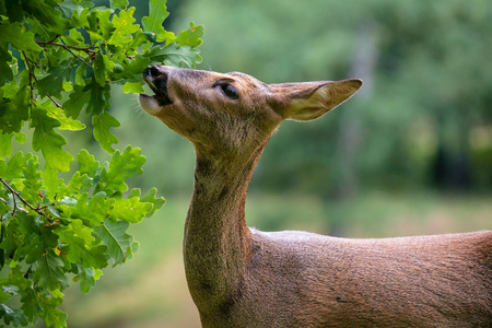 雄鹿从树上吃橡子, 狍狍。野生鹿在自然