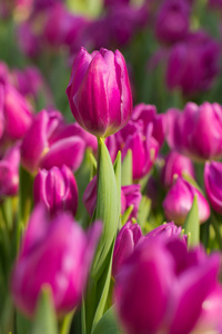 紫色郁金香花园