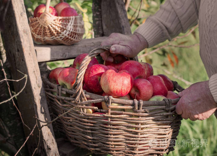 红苹果老人在阳光果园