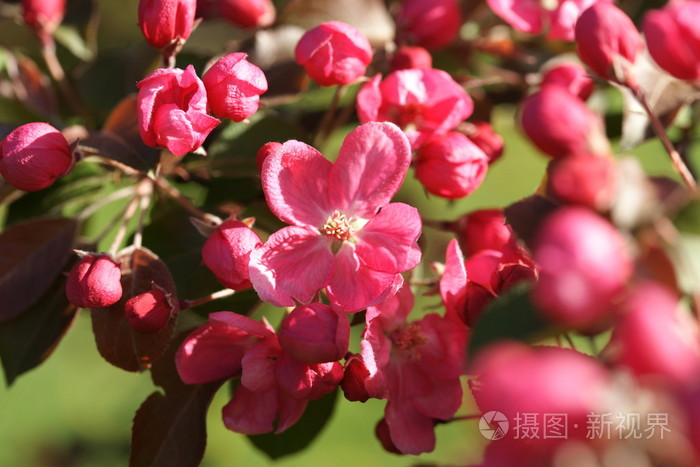 粉红色苹果花