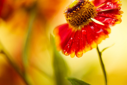 雨后花