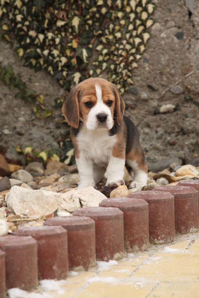 在冬天的美丽小猎犬小狗