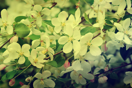 苹果树花