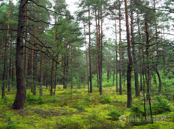 在松树林年轻冷杉