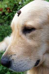 金毛猎犬和一只狗在枪口上的一只蜗牛