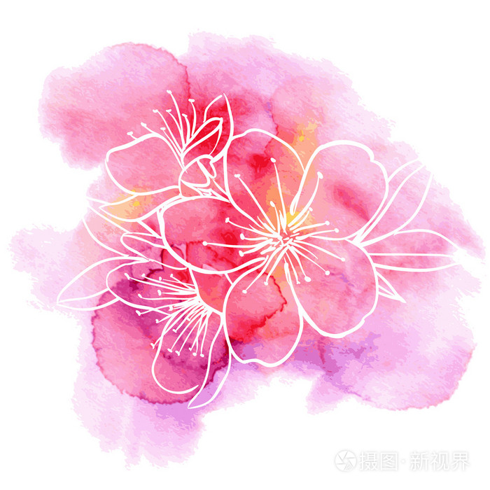 樱桃花水彩背景上插画 正版商用图片0bco3n 摄图新视界