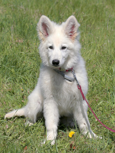 在花园里的白色瑞士牧羊犬的肖像