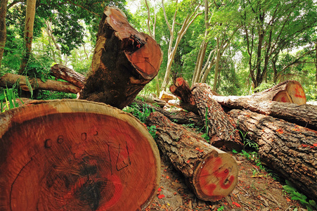 无情的砍伐森林在心里的山中,泰国的非法砍伐森林照片