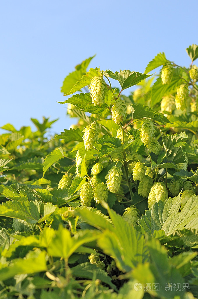 啤酒花的收获