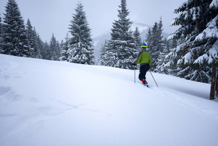 探险家正在穿雪鞋中漫步在大雪覆盖的巨大松树中。史诗般的冬季旅行在山上。后退视图