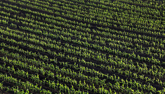 春日落田野中的幼青玉米植株, 上面的高角度视图