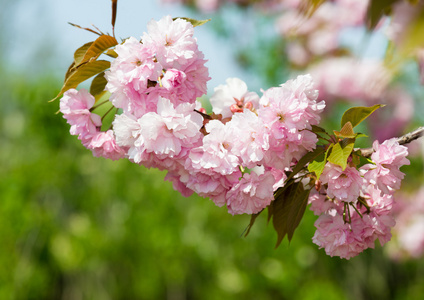 樱桃花，盛开在春天