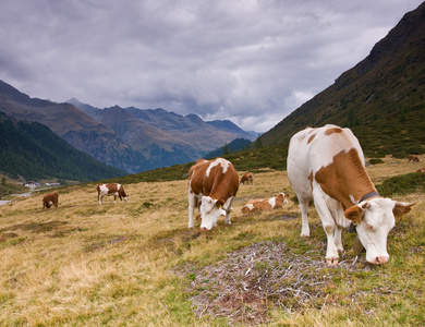 高山字段上的母牛图片