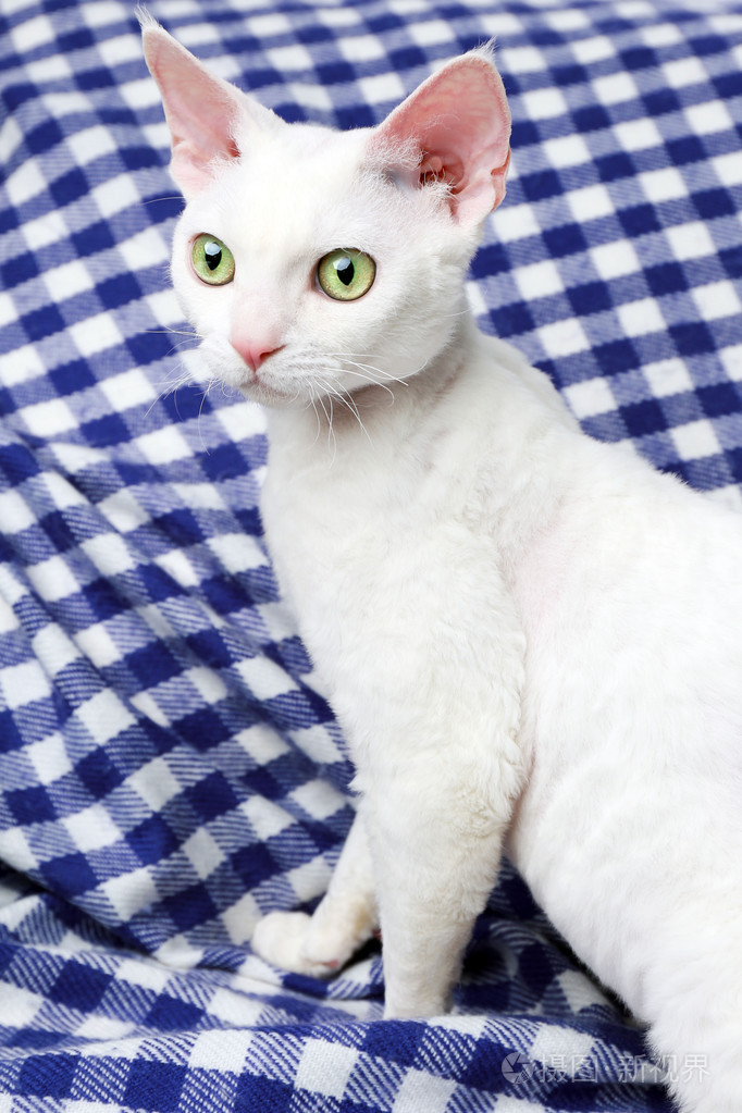 美丽的白色猫咪