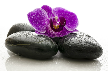 紫兰花上黑色温泉的石头与水滴眼液