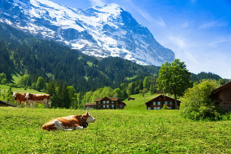 乡村牧牛风景图片图片