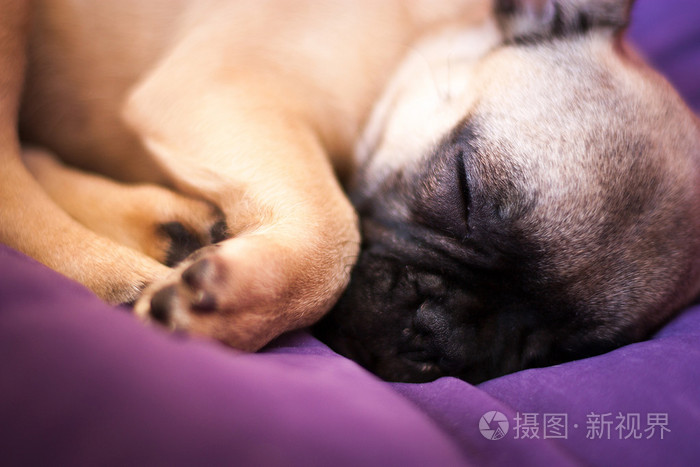 小睡眠法国斗牛犬 小狗照片 正版商用图片0bcy2e 摄图新视界 小睡眠法国斗牛犬 小狗照片 正版商用图片0bcy2e 摄图新视界