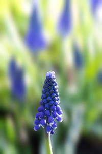 春天花园里嫩蓝色的 muscari 花。蓝色的花朵。Muscari neglectum。葡萄风信子