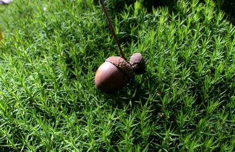 橡树褐色的种子.躺在绿色的森林苔藓上.在寒冷的秋天的阳光下闪烁照片