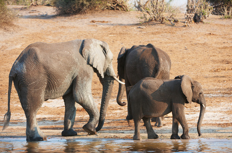 集团的大型和小型的非洲大象