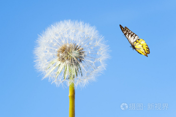 蝴蝶和蒲公英的花