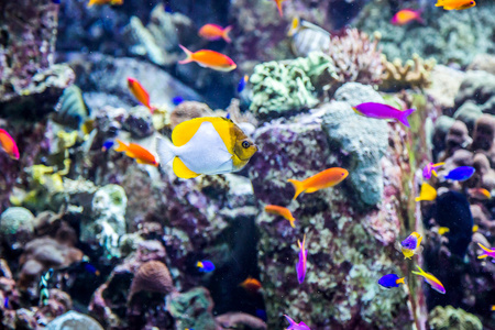 在一片珊瑚礁水族馆热带鱼