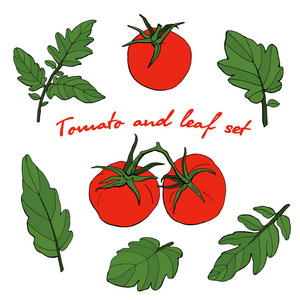 在白色背景的西红柿和叶子。向量。插图