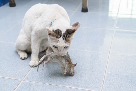 猫捉老鼠的场景图图片