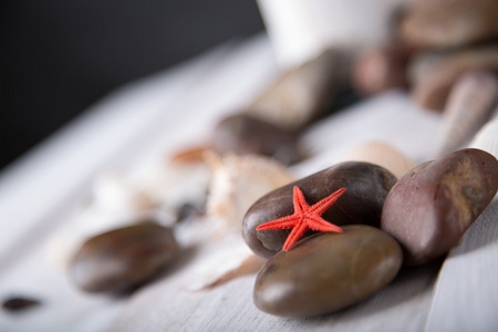 海星和海滩上的贝壳