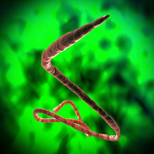 伊波拉病毒图片