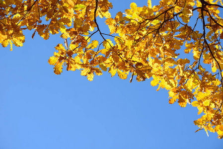 秋天森林里美丽多彩的树叶。红色, 橙色, 黄色, 绿色和褐色的秋天叶子。橡树叶。季节性背景