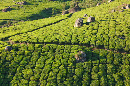 茶叶种植园