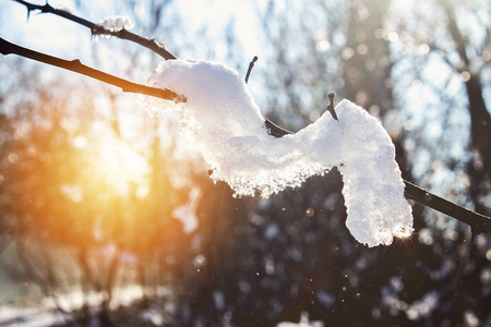 冬天和下雪的时间。冬天的太阳。蓝天。冬天下雪的性质。寒冷的空气。树上的第一个冬天的雪