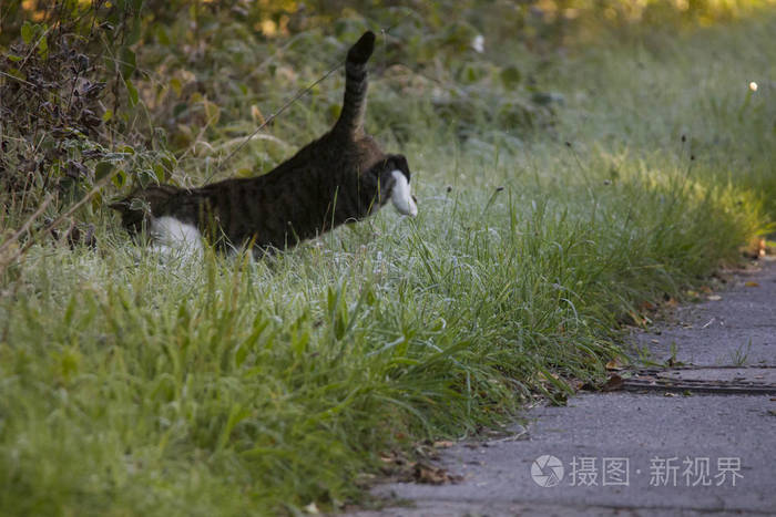 猫在老鼠狩猎跳跃在成熟覆盖的草