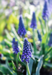 春天花园里嫩蓝色的 muscari 花。蓝色的花朵。Muscari neglectum。葡萄风信子