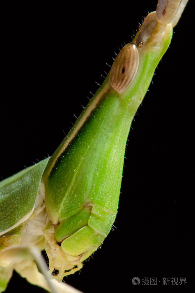 绿色蚱蜢的画像侧视图