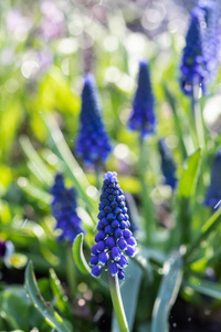 春天花园里嫩蓝色的 muscari 花。蓝色的花朵。Muscari neglectum。葡萄风信子