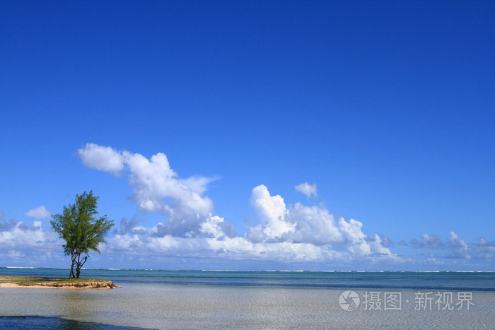 木麻黄树生长在海滩上