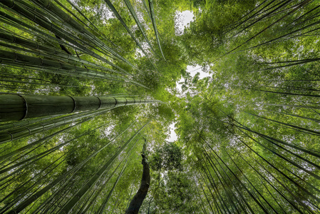 竹林里京都