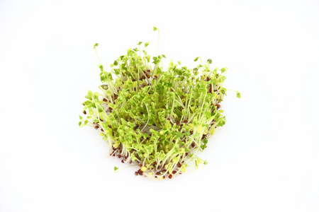 青花菜芽苗菜图片 青花菜芽苗菜素材 青花菜芽苗菜插画 摄图新视界 青花菜芽苗菜图片 青花菜芽苗菜素材 青花菜芽苗菜插画 摄图新视界