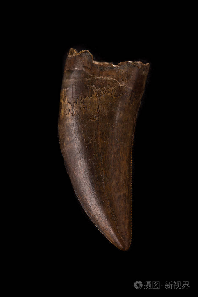 黑色背景恐龙nanotyrannus牙的特写