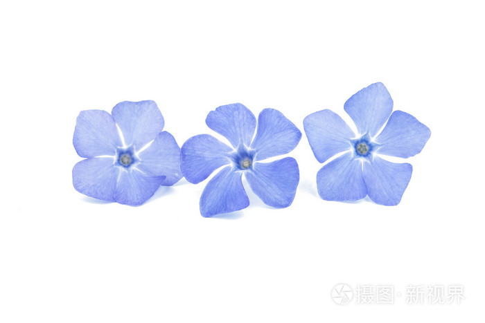 蓝色的长春花照片 正版商用图片0bdf4w 摄图新视界